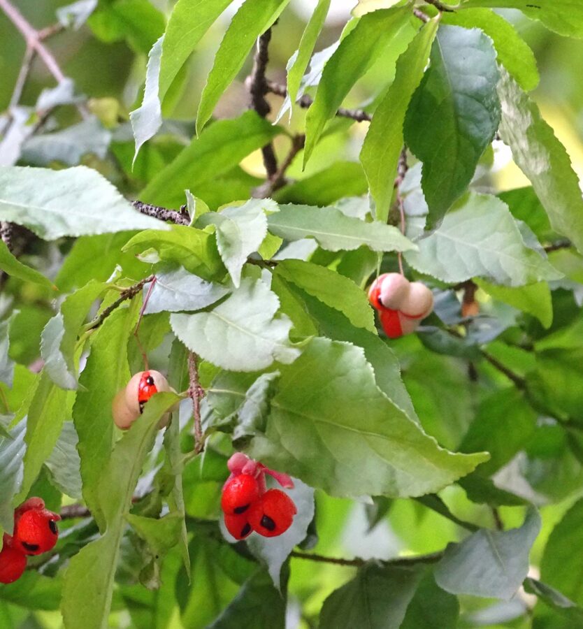 Бересклет бородавчатый /Euonymus verrucosa/ - Лиственные деревья, кустарники - Kаталог - stadi-sakstagals.lv